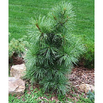 Сосна Гималайская Видовая Норма P9