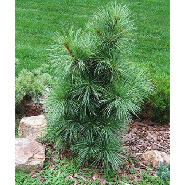 Сосна Гималайская Видовая Норма P9