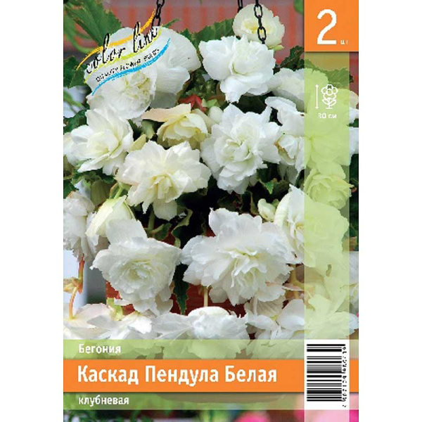 Бегония Каскад Пендула Белая 4/5 2 Эконом шт