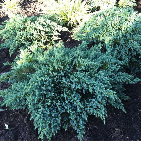 14344 Можжевельник Чешуйчатый Juniperus Squamata Little Joanna P9 Садовита