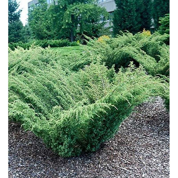 Можжевельник Juniperus communis Barton Р9 шт Садовита 10293