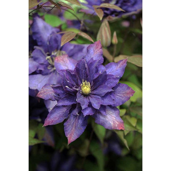 3930 Биг-Пак Клематис Даниэль Деронда I 25 шт