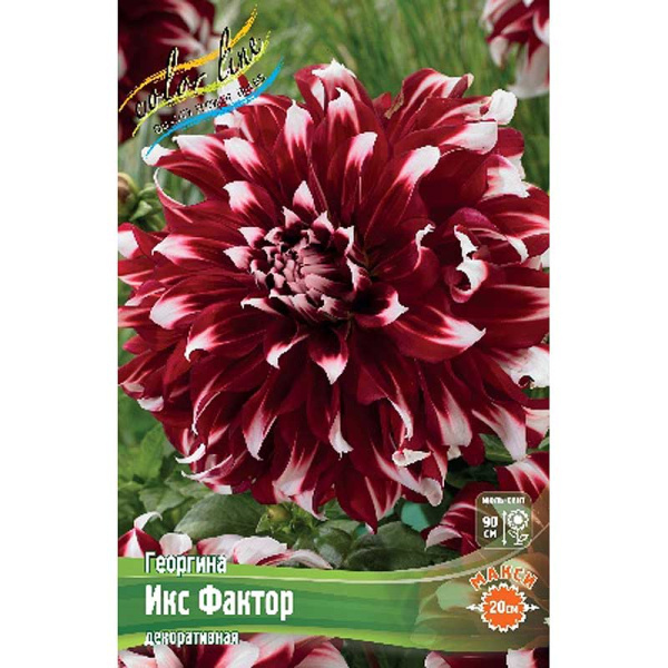 Георгина Икс Фактор I 1 шт
