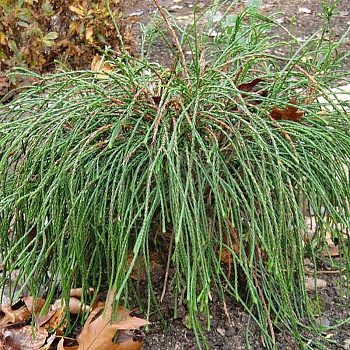 Туя Thuja Plicata Whipcord P9 ,шт Садовита 9382