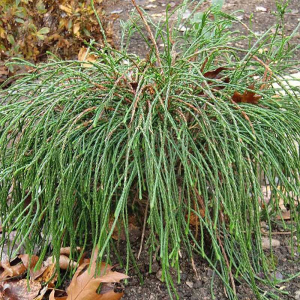 Туя Thuja Plicata Whipcord P9 ,шт Садовита 9382