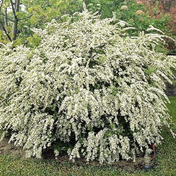 Спирея Вангутта Видовая Норма P9