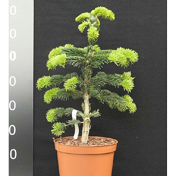 16014 Пихта Нордмана Робуста C1.5 ,шт