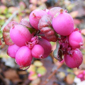 Снежноягодник Доренбоза Мэджик Берри P9 шт