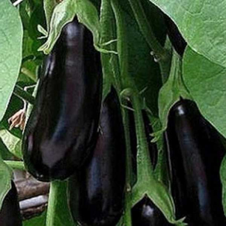 Баклажан Универсал 6 Поиск-Профи 1уп-50г