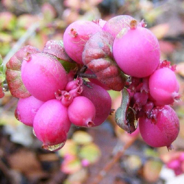 Снежноягодник Доренбоза Мэджик Берри P9 шт