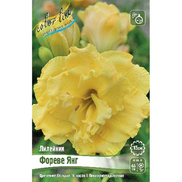 Лилейник Фореве Янг I 25 шт Биг-пак 7868