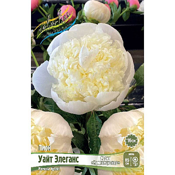 Пион Уайт Элеганс 2/3 n 10 шт Биг-Пак 9763 