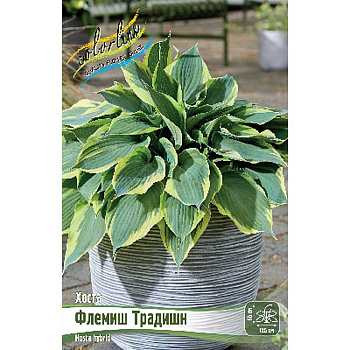 Хоста Флемиш Традишн 1 n 1 шт