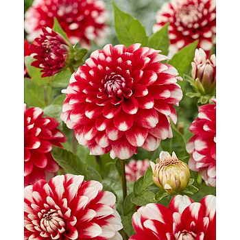 Георгина Нагано I 1 шт 