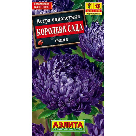 Астра Королева Сада синяя Аэлита Ц 