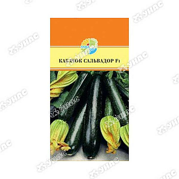 Кабачок Сальвадор Маринда/Акварель Ц