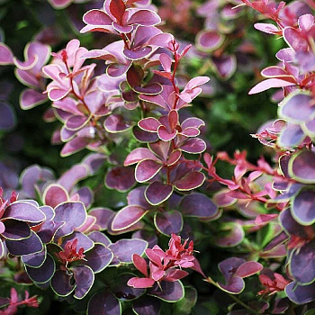 Барбарис Тунберга Голден Ринг P9