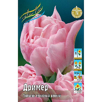 Тюльпан Дример 11/12 7 шт
