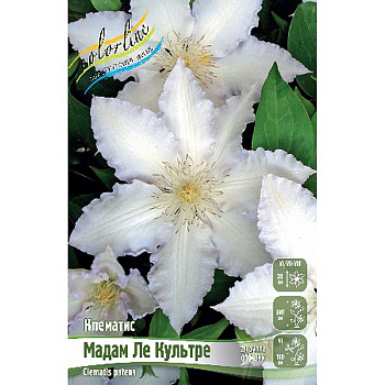 Клематис Мадам Ле Культре I 25 шт Биг-пак 4627