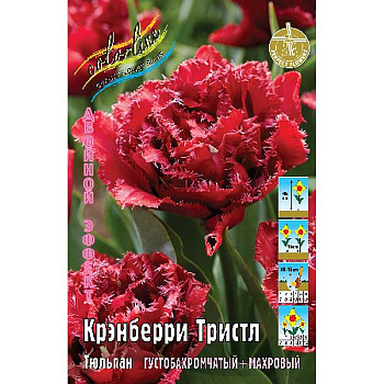16999 Шоу-Бокс Тюльпан Крэнберри Тристл 11/12 75 шт