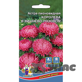 Астра Королева в Вишнево-розовом Марс Ц 