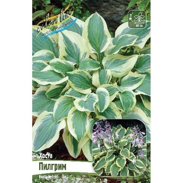 Хоста Пилгрим 1 n 25 шт Биг-пак 13438