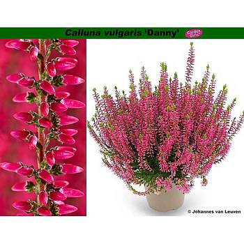 502 Вереск Обыкновенный Дэнни P12 конт. шт