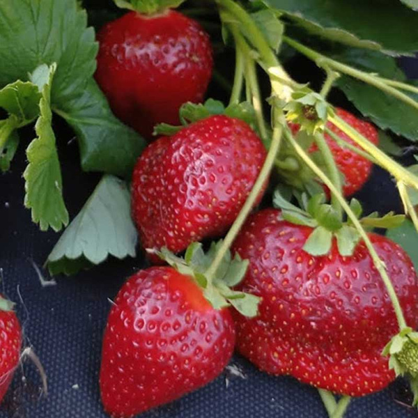 Земляника садовая ремонтантная Крапо 10 (цена за 40 шт) ОСП