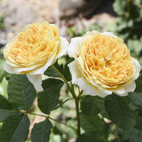 Роза шраб Голден Зест Садовита