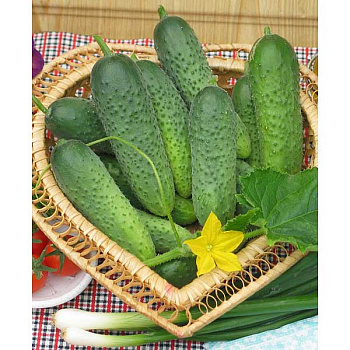 Огурец Борис Седек Ц