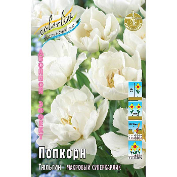 1135 Шоу-Бокс Тюльпан Попкорн 10/11 75 шт 