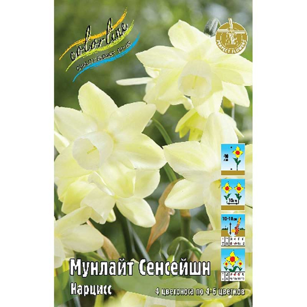 14988 Шоу-Бокс Нарцисс Мунлайт Сенсейшн z10-12 50 шт