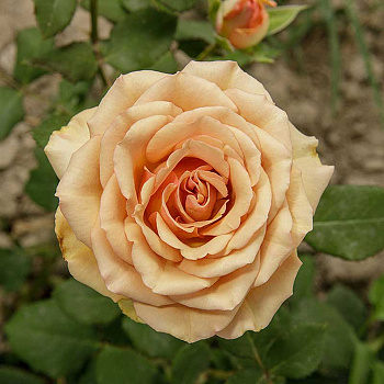 Роза чайно-гибридная Маракеш Садовита