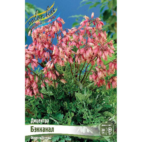 Дицентра Бэкканал I 1 шт