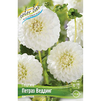Георгина Петраз Веддинг I 1 шт