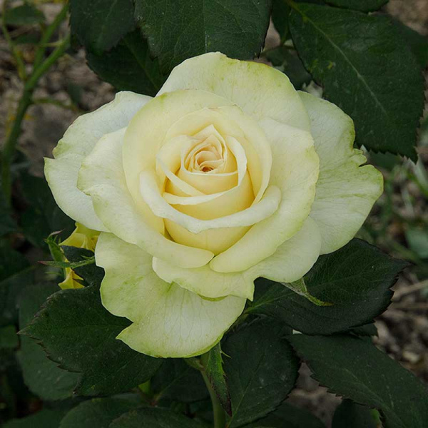 Роза чайно-гибридная Васаби Садовита