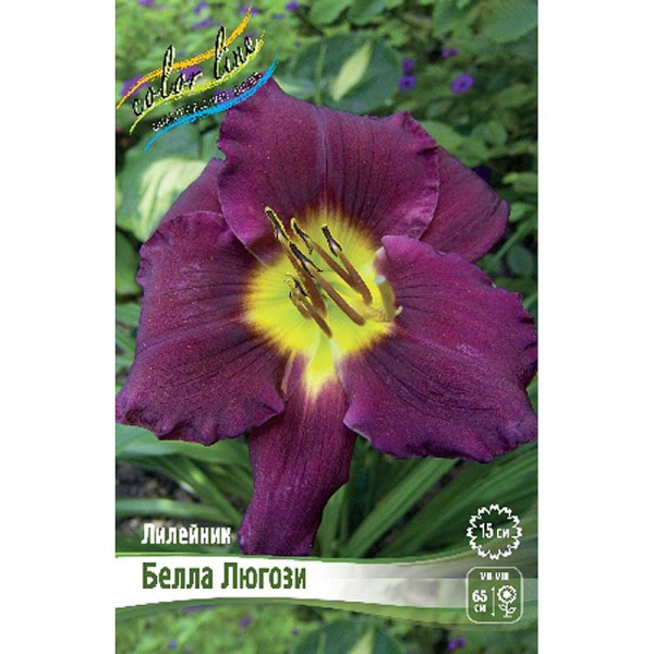 Лилейник Белла Люгози I 1 шт