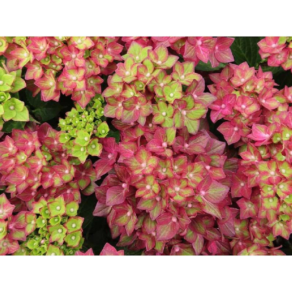 5478 Гортензия Крупнолистовая Ребелион Рэд Лов P12 ,шт