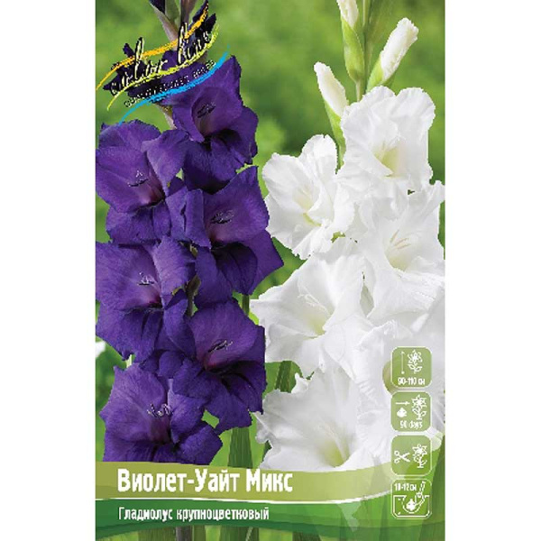 Гладиолус Виолет-Уайт Микс 12/14 6 шт