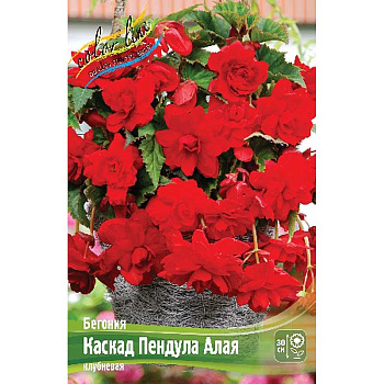Бегония Каскад Пендула Алая 5/6 3 шт 