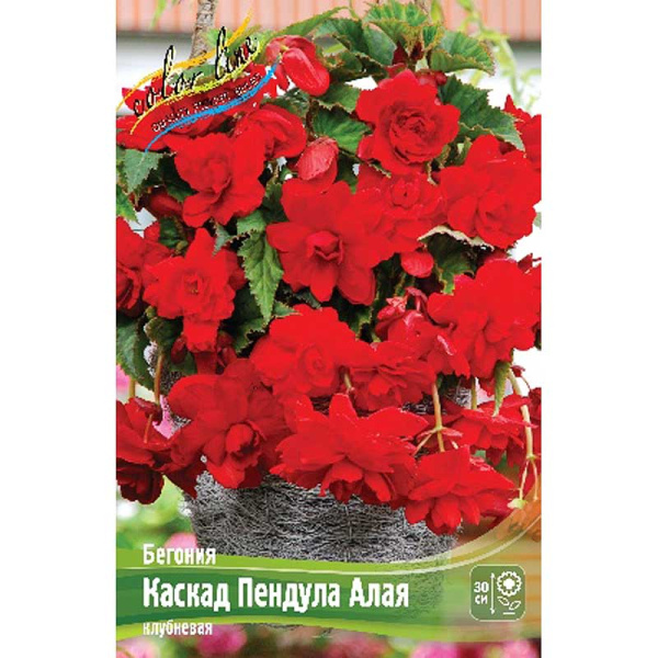 Бегония Каскад Пендула Алая 5/6 3 шт 