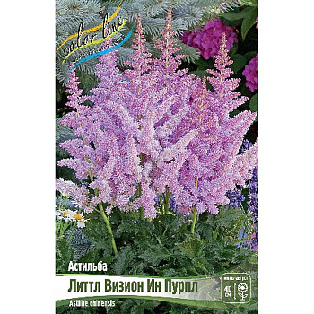 Астильба Литтл Визион Ин Пурпл 2/3 n 1 шт