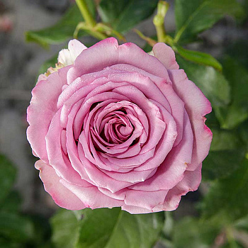 Роза чайно-гибридная Кул Вотер Садовита