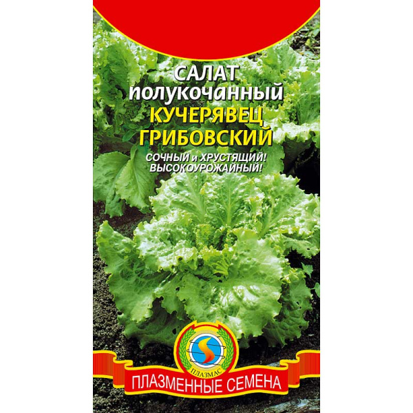 Салат Кучерявец Грибовский Плазма Ц