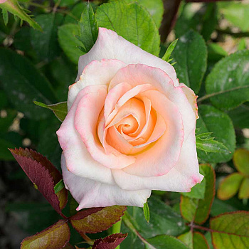 Роза Чайно-гибридная Вип Нью Мисс Садовита