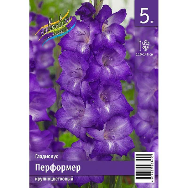 Гладиолус Перформер 10/12 5 Эконом шт 
