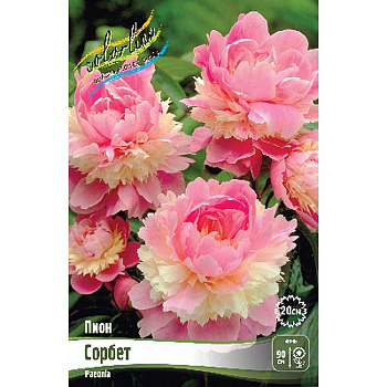 Пион Сорбет 2/3 n 25 шт Биг-пак 8029