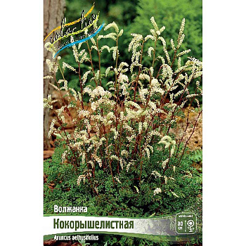 Волжанка Кокорышелистная I 1 шт