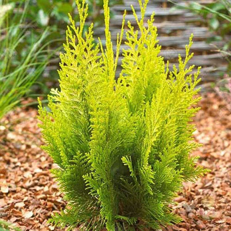 Кипарисовик Chamaecyparis lawsoniana Yvonne Р9 шт Садовита 10367