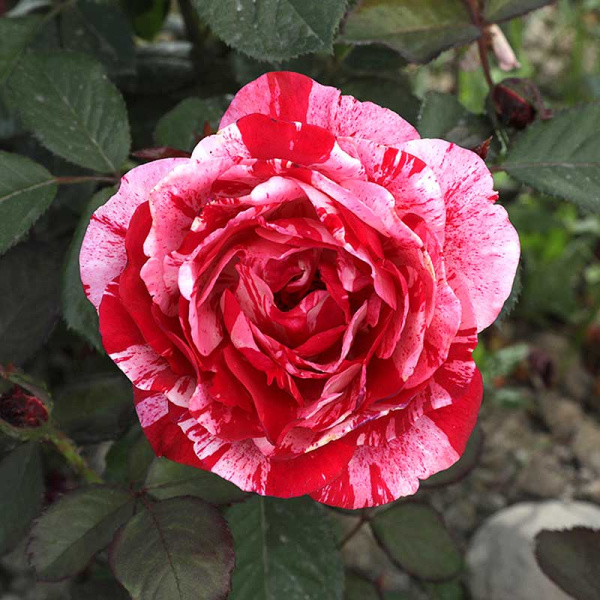 Роза флорибунда Анри МатиссСадовита